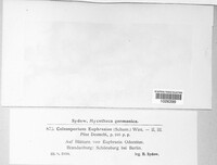 Coleosporium tussilaginis image